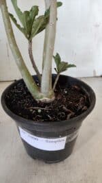 Planta Simples 2900 – 30cm – 02 anos - Imagem 8