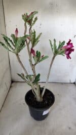 Planta Simples 2900 – 30cm – 02 anos - Imagem 7