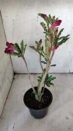 Planta Simples 2900 – 30cm – 02 anos - Imagem 6