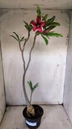 Planta Simples 2901 – 40cm – 03 anos - Imagem 2