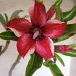 Planta Simples 2901 – 40cm – 03 anos