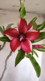 Planta Simples 2901 – 40cm – 03 anos