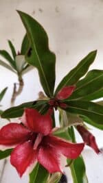 Planta Simples 2901 – 40cm – 03 anos - Imagem 5