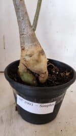 Planta Simples 2901 – 40cm – 03 anos - Imagem 8