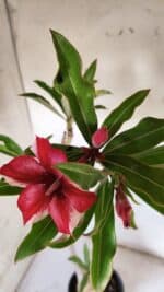 Planta Simples 2901 – 40cm – 03 anos - Imagem 4