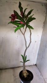 Planta Simples 2901 – 40cm – 03 anos - Imagem 7