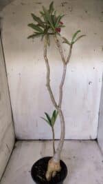 Planta Simples 2901 – 40cm – 03 anos - Imagem 6