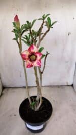 Planta Simples 2902 – 30cm – 02 anos - Imagem 3