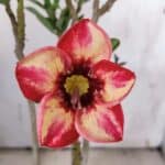 Planta Simples 2902 – 30cm – 02 anos