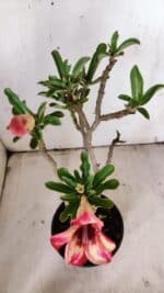 Planta Simples 2902 – 30cm – 02 anos - Imagem 6