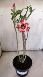 Planta Simples 2902 – 30cm – 02 anos - Imagem 8