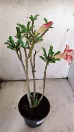 Planta Simples 2902 – 30cm – 02 anos - Imagem 7