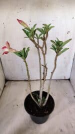 Planta Simples 2902 – 30cm – 02 anos - Imagem 4