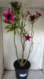 Planta Simples 2903 – 60cm – 04 anos - Imagem 2