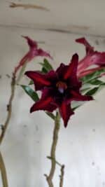 Planta Simples 2903 – 60cm – 04 anos - Imagem 6