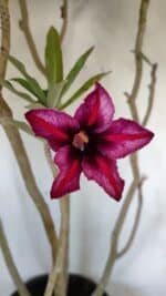 Planta Simples 2903 – 60cm – 04 anos - Imagem 5