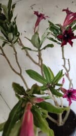 Planta Simples 2903 – 60cm – 04 anos - Imagem 7