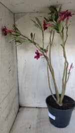 Planta Simples 2903 – 60cm – 04 anos - Imagem 9