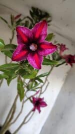 Planta Simples 2903 – 60cm – 04 anos - Imagem 4