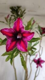 Planta Simples 2903 – 60cm – 04 anos