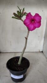 Planta Simples 2904 – 30cm – 02 anos - Imagem 2