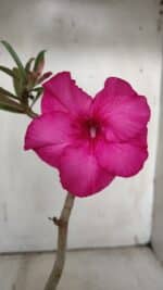 Planta Simples 2904 – 30cm – 02 anos - Imagem 5