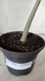 Planta Simples 2904 – 30cm – 02 anos - Imagem 7