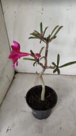 Planta Simples 2904 – 30cm – 02 anos - Imagem 6