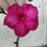 Planta Simples 2904 – 30cm – 02 anos