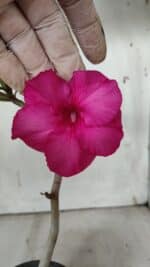 Planta Simples 2904 – 30cm – 02 anos