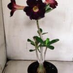 Planta Simples 2905 – 30cm – 02 anos