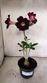 Planta Simples 2905 – 30cm – 02 anos