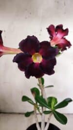 Planta Simples 2905 – 30cm – 02 anos - Imagem 3