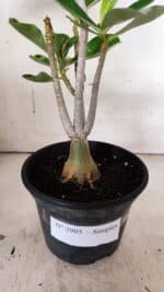 Planta Simples 2905 – 30cm – 02 anos - Imagem 7