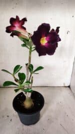 Planta Simples 2905 – 30cm – 02 anos - Imagem 6