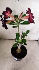 Planta Simples 2905 – 30cm – 02 anos - Imagem 5