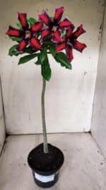 Planta Simples 2906 – 35cm – 03 anos - Imagem 2