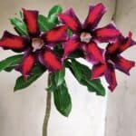 Planta Simples 2906 – 35cm – 03 anos