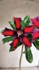 Planta Simples 2906 – 35cm – 03 anos - Imagem 3