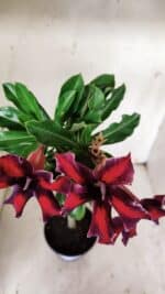 Planta Simples 2906 – 35cm – 03 anos - Imagem 5