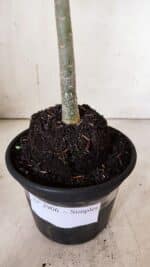 Planta Simples 2906 – 35cm – 03 anos - Imagem 7