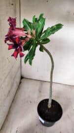 Planta Simples 2906 – 35cm – 03 anos - Imagem 6