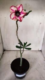 Planta Simples 2907 – 30cm – 02 anos - Imagem 2