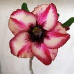 Planta Simples 2907 – 30cm – 02 anos