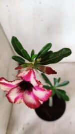 Planta Simples 2907 – 30cm – 02 anos - Imagem 4