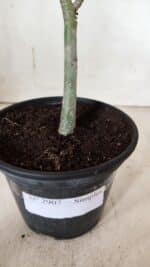 Planta Simples 2907 – 30cm – 02 anos - Imagem 7