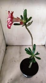 Planta Simples 2907 – 30cm – 02 anos - Imagem 6