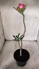 Planta Simples 2907 – 30cm – 02 anos - Imagem 5