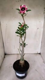 Planta Simples 2908 – 35cm – 03 anos - Imagem 2