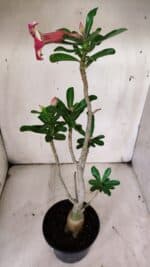 Planta Simples 2908 – 35cm – 03 anos - Imagem 5